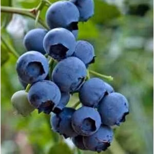 d67f05a25931298c2c6a49c1f16e444a