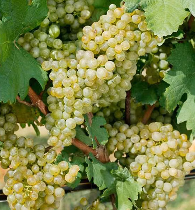 d683f6d2a27a7d39c3f2796bf9d8edb5