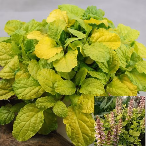 d6a5a4f93d1b0eeec9f50f3b636ad004