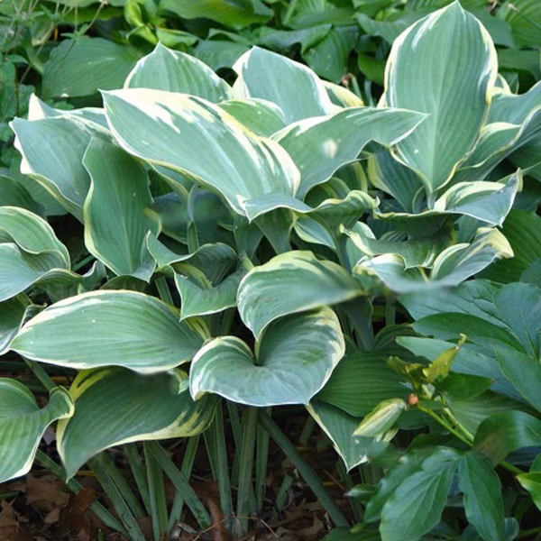 d6af78dcf5c9795f10d77d62b43ee58b