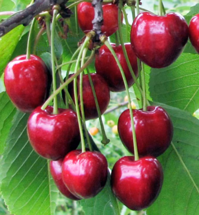 d6b8d7017bb90eced5ea6c293f7ad621