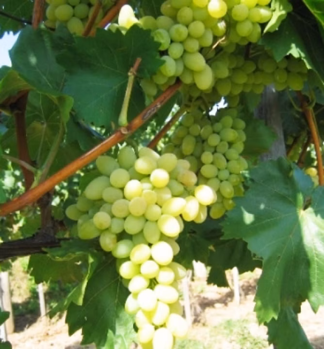 d6c7236bda35825c8dd911c8792a8e42