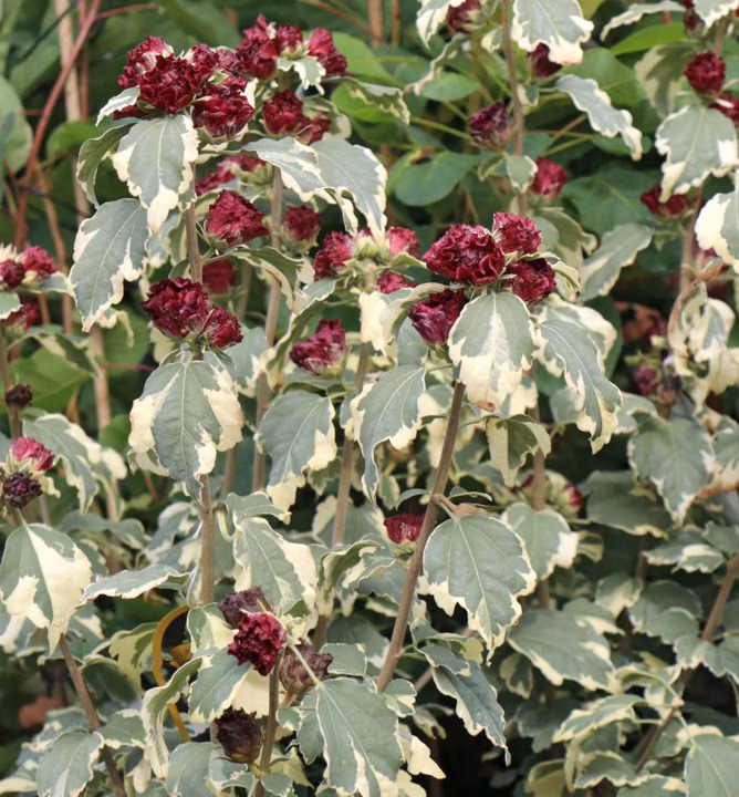 d7197b4e46a0fd6a3f47d44168c7276a