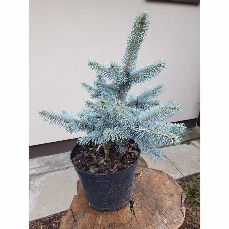 d72510670123c51d4fe40c2ef98aed0d