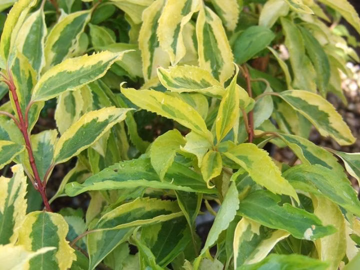 d75062c9570e62ca9c308918f93c64c0