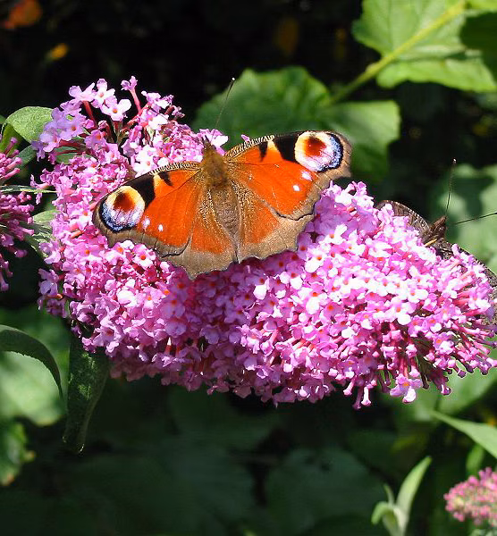 d77adf15f0dc9f7e2c7d05bef72ce9df