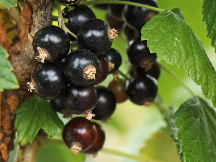 d77c042a97b2c8a43adb84095bdede3a