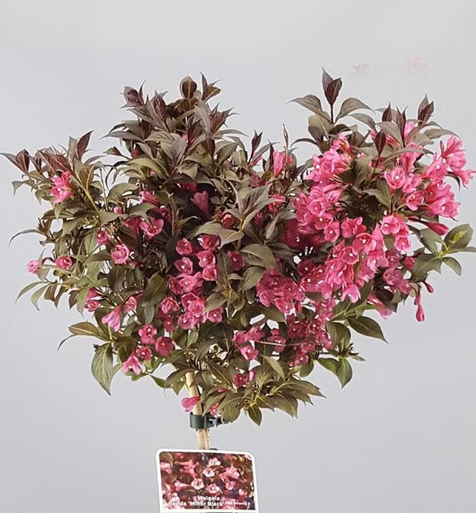 d7c9003beccdf6aab324e356c0a4d35a