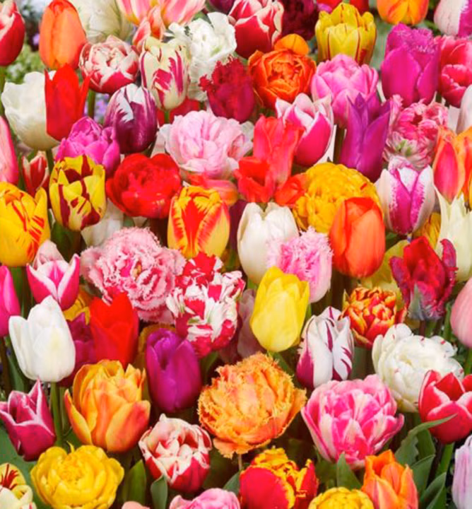 d7d6cb5a73ef3654d4ba482f3e774705