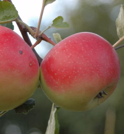 d7d76ce5e980ce0a64aecdbf737f74da