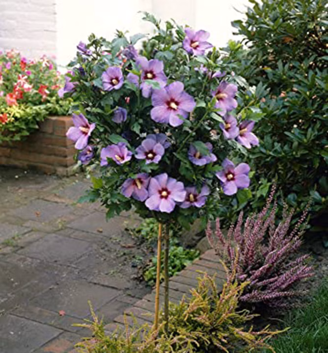 d7db1e2d202789356c02ab86a96cb831