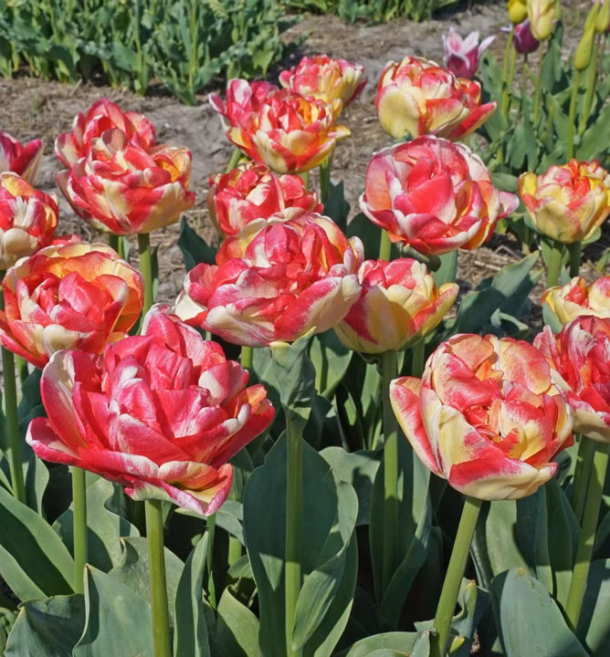 d7f1b97553d4b96abfb91c52991d283d