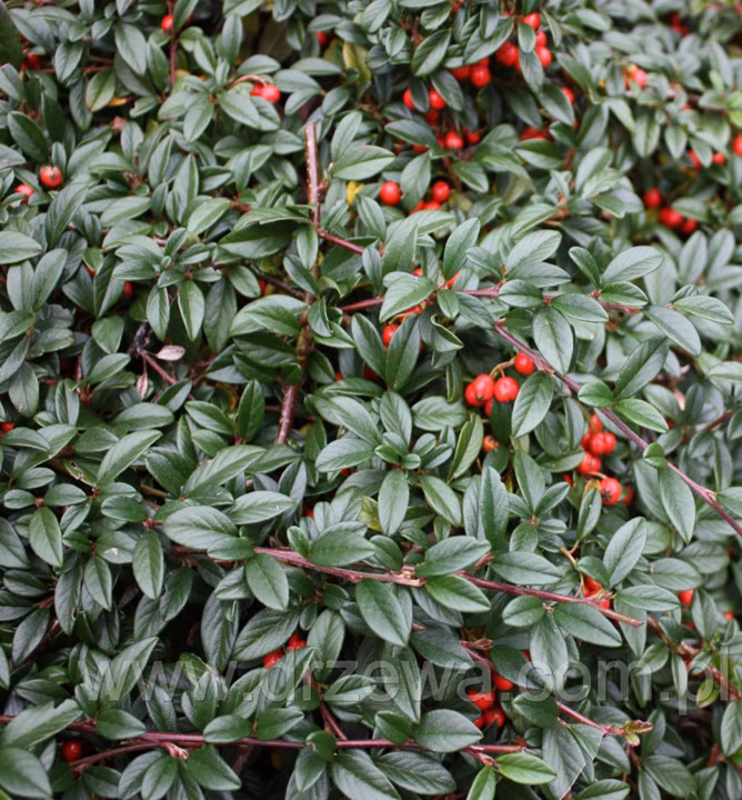 d8001537c26b758ebb00cde75f5fa556