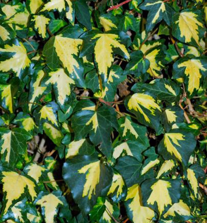 d81acbbda54d9d16569f71b3a4d05ae3