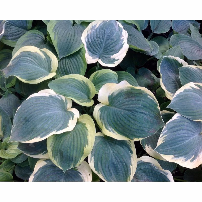 d82038b7e5d4afbca00bf117e128feab