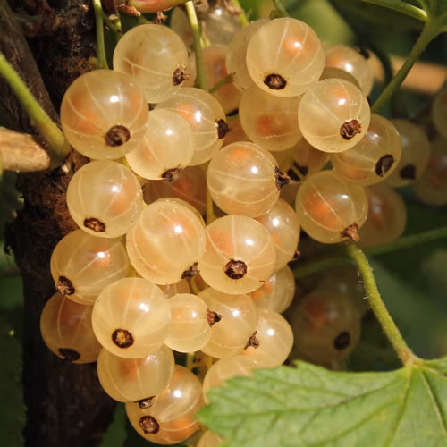 d834de141a837e7a2279c325052d14fb