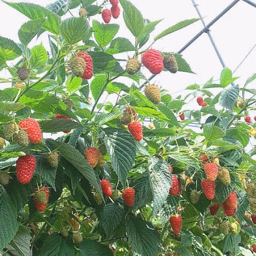 d8431a4f22c8f5dc06f3c00add88b737