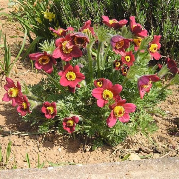 d8b6fd412fa92029acfa0d0b4ea4cd85