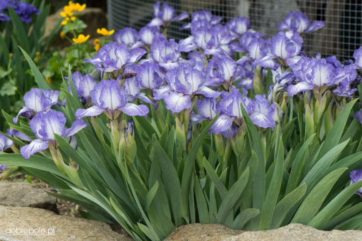 d8cc893452debe46c1a05f14b1a288ca