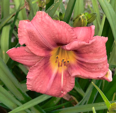 d8d591bda4411bffbe4b38a503e5519f