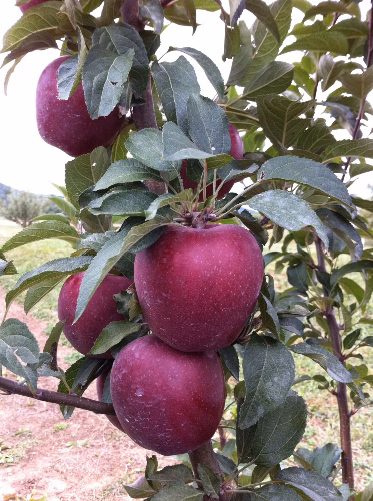 d8da5cd79125cb6e18492e07b7b10e0e