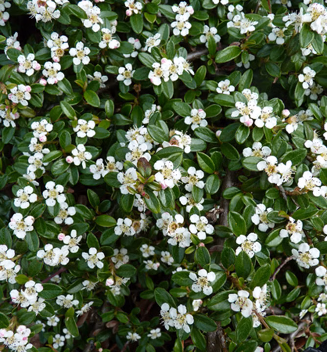 d90641cce9722b604b7c6d8e36857317