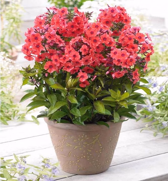 d909b6663d77e97a175746bdfcf60170