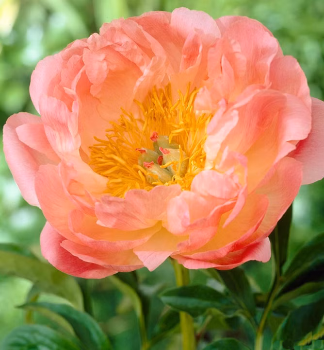 d9416e630a2394a5b4ef9b144b9a0318