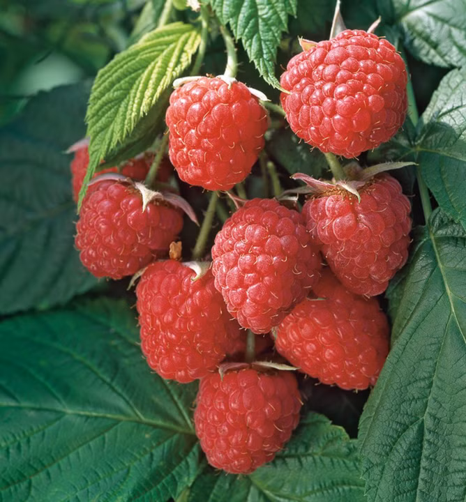 d94d20fa7ce118d5f08ef8b943fba0a2