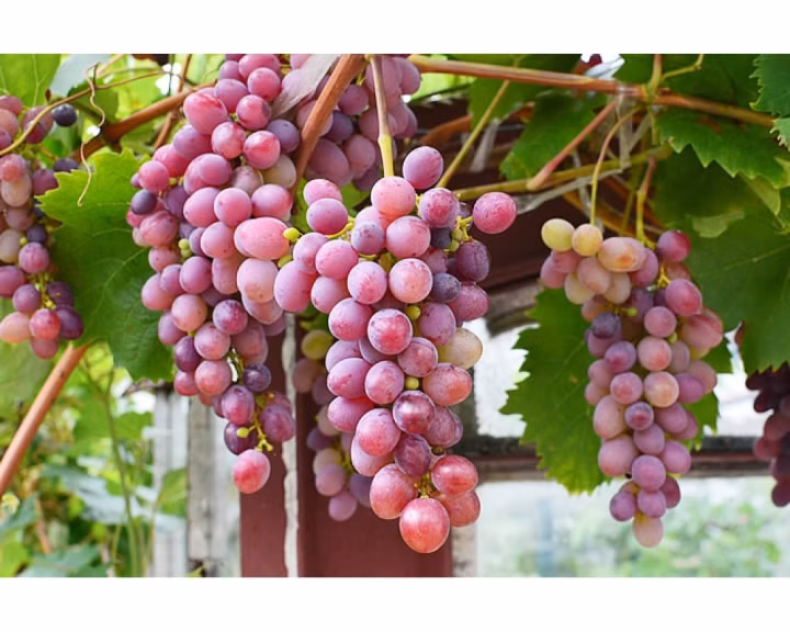 d96e5a73c3e51fb05699f268f332045b