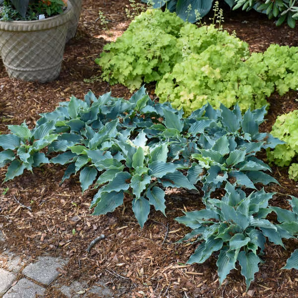 d9889d024bd706729a7b14c29b3c8a91