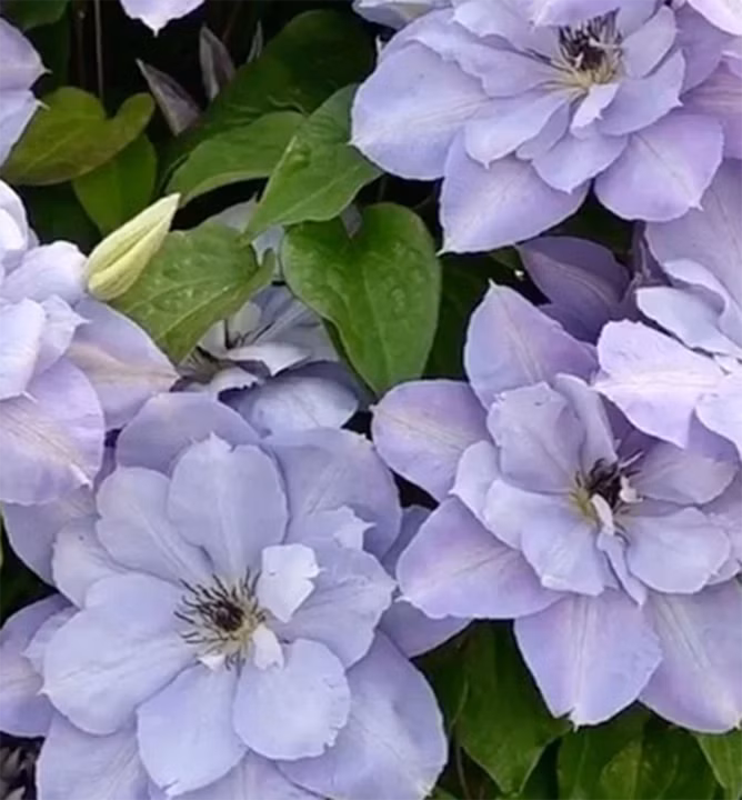 d9b427cdcecc2f86b6767743de987df2