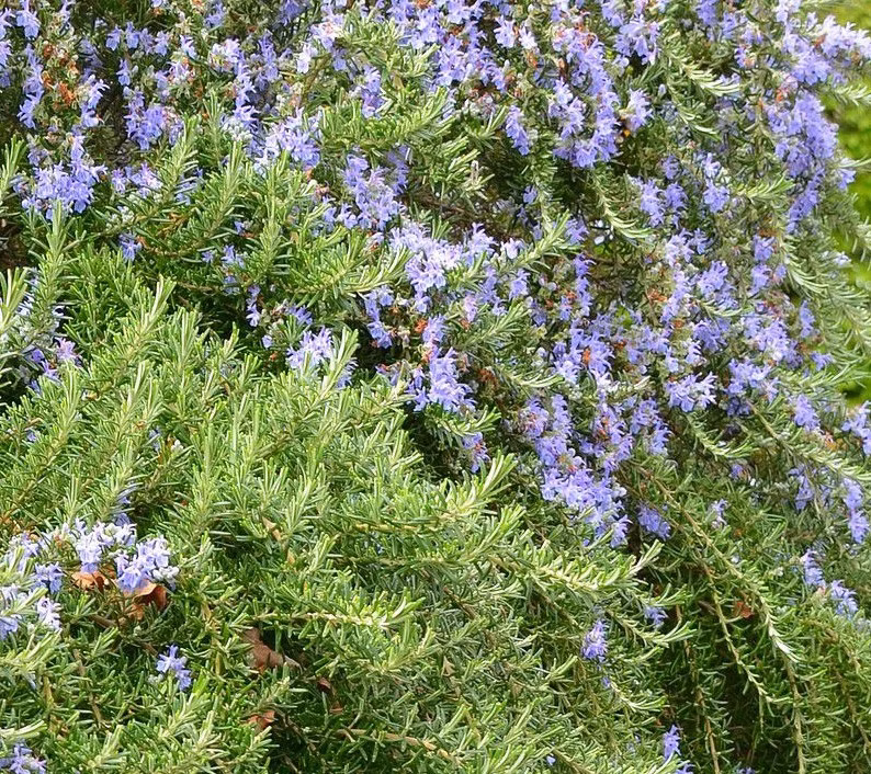 da15042da012cf225db98f232918bceb