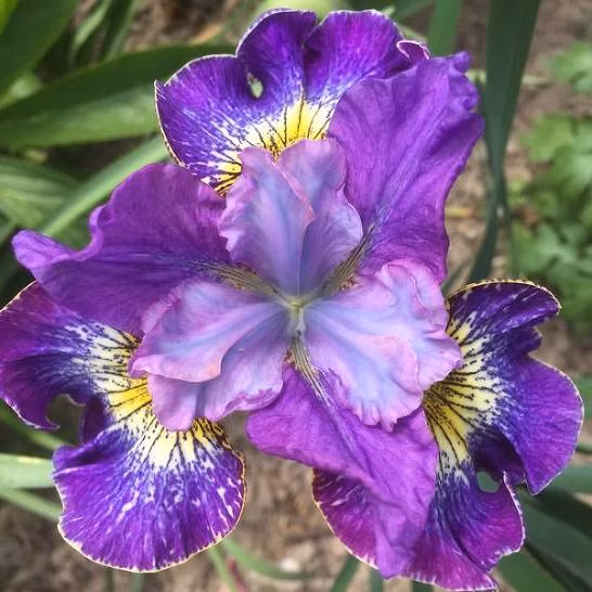 da33b1aa80ac50f01f7f121bf6bcc28e