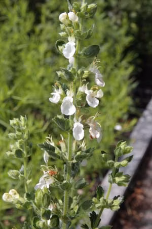 da8b36e27e6ee3777895c2ab5e5182ae