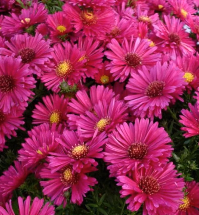 da923c64f030dcd31b6cb49a1901b639