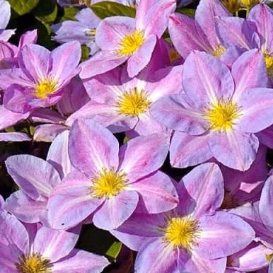 daa27e66cfcb003c99516de9dbb110a5