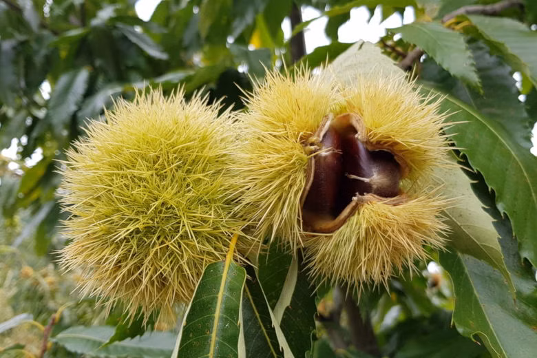 daa48d3a7618a7e04c2bfd04463207e6