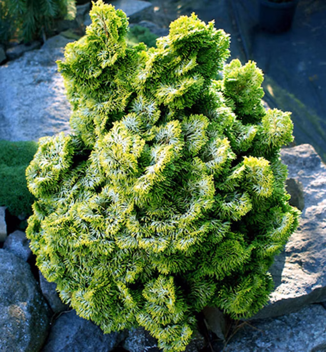 daba05fca33a23e7d0acb829c8332955