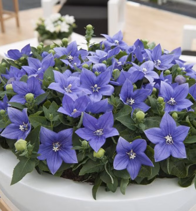 dacfefdc5dfe14b636fa47b5e64f1b25