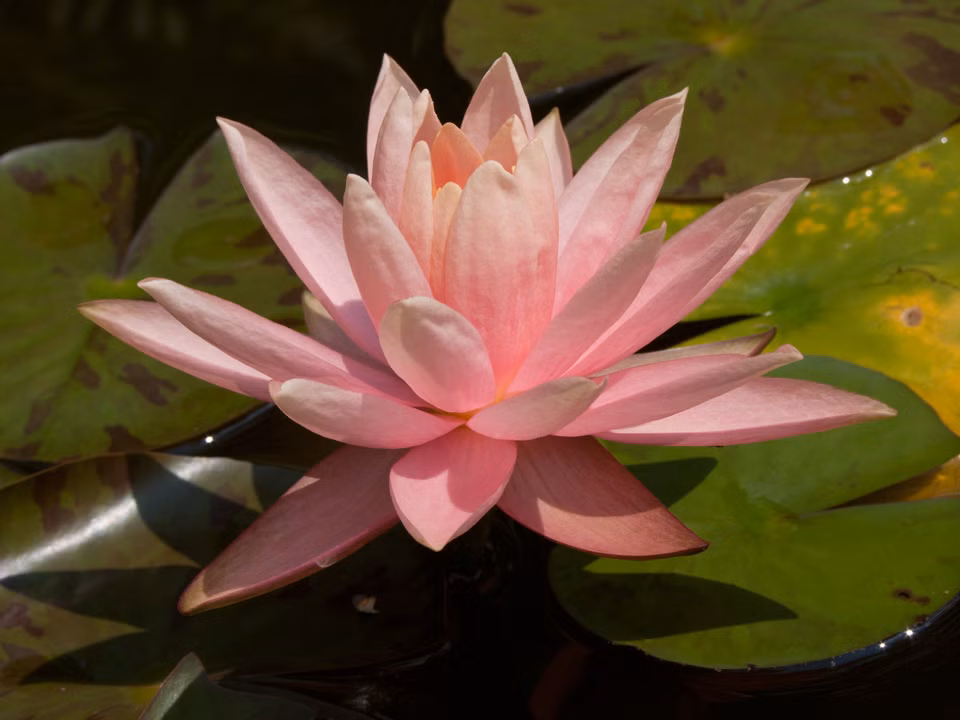 dadb70d2b512bb067690795b4e158339