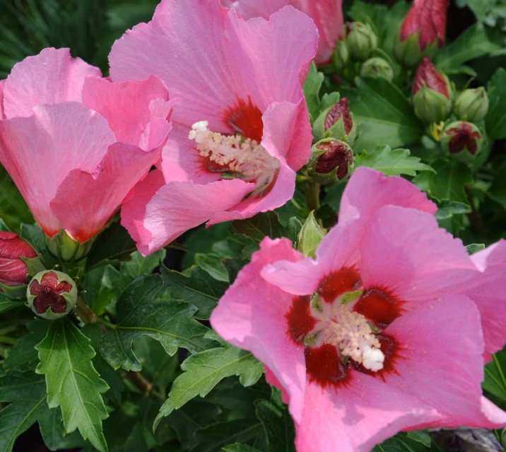 db371e54e366e9141feb3f747f4c2d3c