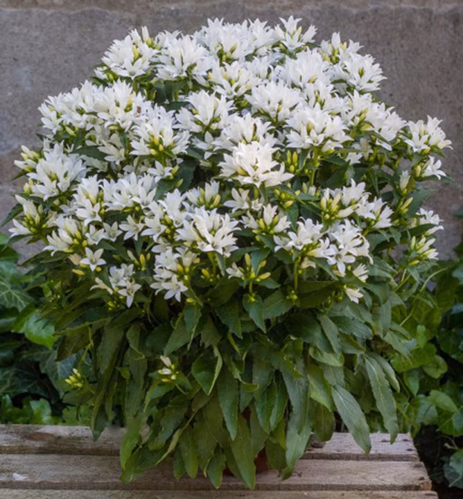 db54e1acde48ebeb5c34fc3ceb7327ae