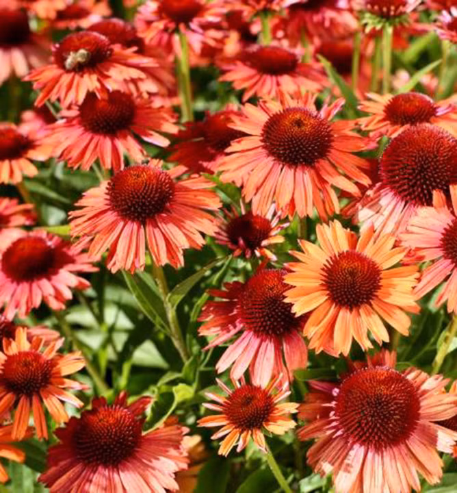 db69312a841dda86acbd1271a6213c9d