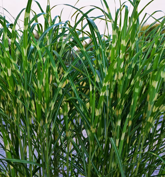 dbb1a7111f09670e1039986346011ec8