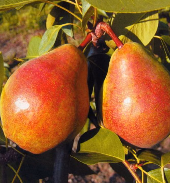 dbba8685012fd02ea41c02fc9fabfba7