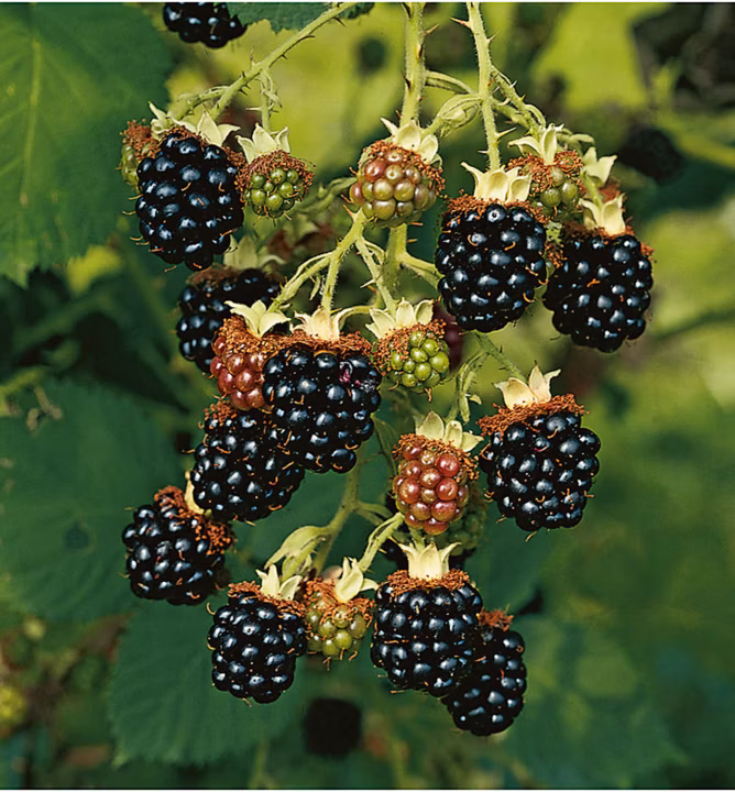 dbbe853c154c7b4c81183184ce7785c1