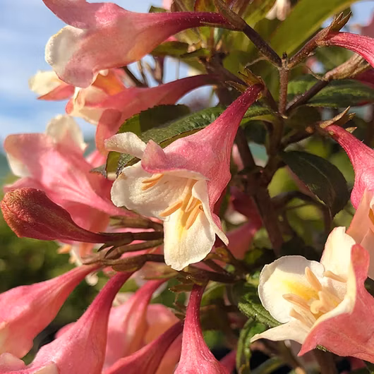 dbdf8ef6d67eedbc1ce6a20ebb8803ae