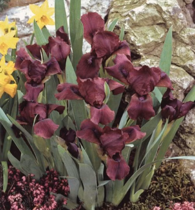 dbea373302df3022ed411b7cf81dcc74