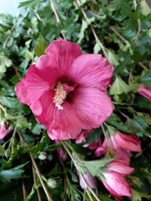 dc31e0f0fa986b650ecd8c2f6b6a1a64